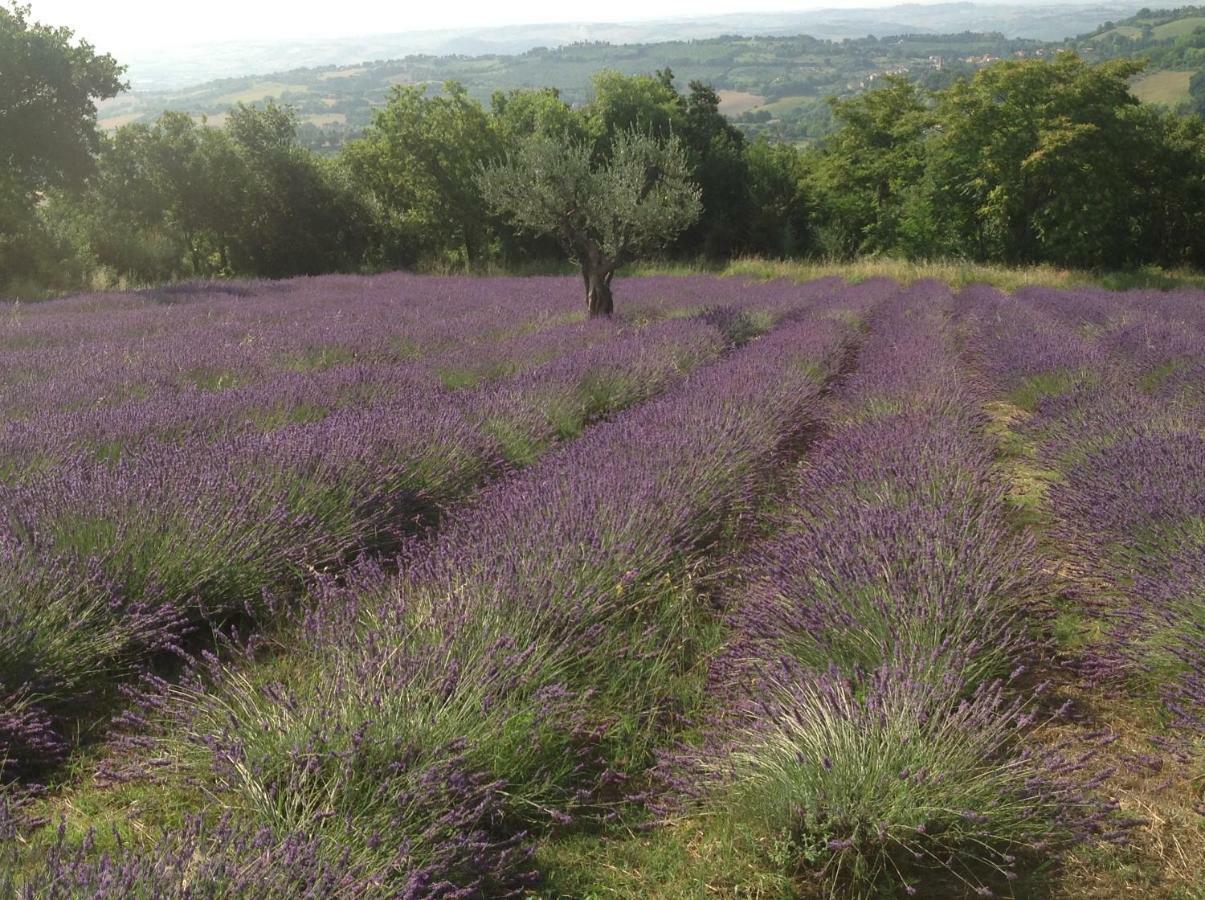 L'Infinito Bed and Breakfast Mombaroccio Εξωτερικό φωτογραφία